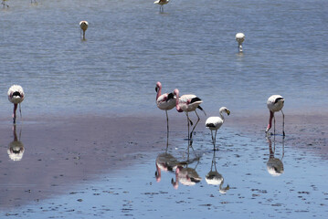 Andean flamingo (Phoenicoparrus andinus) in an andean salar, at the Andes. 