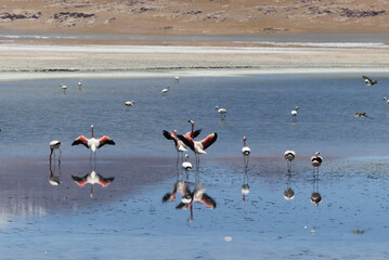 Andean flamingo (Phoenicoparrus andinus) in an andean salar, at the Andes. 
