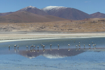 Andean flamingo (Phoenicoparrus andinus) in an andean salar, at the Andes. 