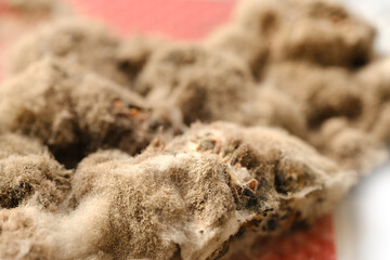 Fluffy gray mold covering spoiled products, berries, macro photography, Mold spores as allergens, produce toxins, such as aflatoxins or mycotoxins