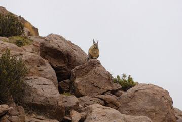 Southern viscacha (Lagidium viscacia) on rocks at the Andes