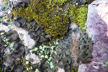 Colorful lichen biodiversity growing on rocks at the desert