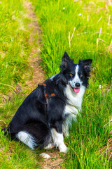 Border collie in a meadow, waiting for commands from the owner.