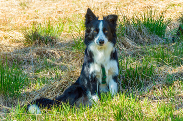 Border collie in a meadow, waiting for commands from the owner.