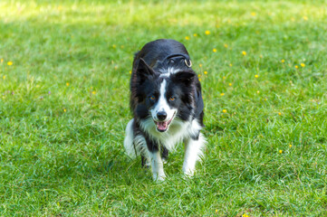 Naklejka na ściany i meble Border collie in a meadow, waiting for commands from the owner.