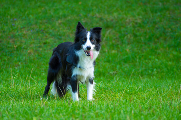 Border collie in a meadow, waiting for commands from the owner.