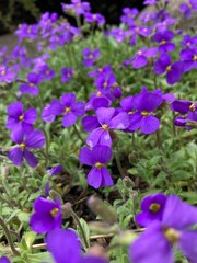 flowers in the garden