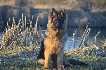 Long-haired German Shepherd Puppy
