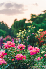 Obraz premium Close-up of rose flowers in Temple of Heaven Park in Beijing