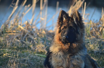Long-haired German Shepherd Puppy