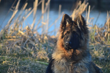 Long-haired German Shepherd Puppy