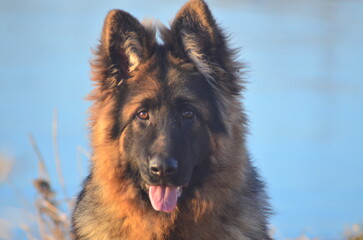 Long-haired German Shepherd Puppy
