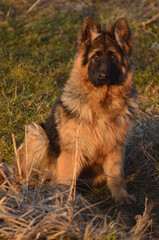 Long-haired German Shepherd Puppy