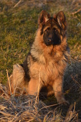 Long-haired German Shepherd Puppy