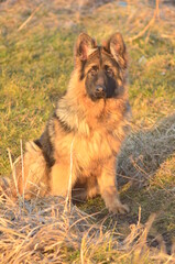 Long-haired German Shepherd Puppy