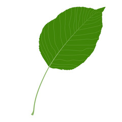 Green leaf on a white background. Pear leaf.