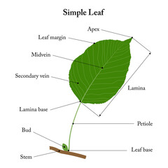 Simple leaf. Parts of a leaf. Pear leaf. Diagram.