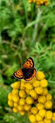 Schmetterling auf Kamille