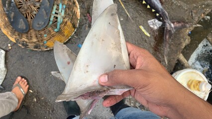shark fins ready for export to china