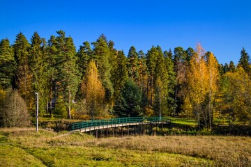 autumn in the forest