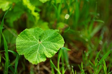 Fresh burdock herb growing in a spring garden