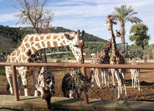 Curious giraffes