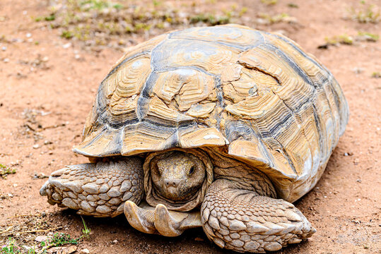 Image of an African Spurred Tortoise (Centrochelys sulcata) in a wildlife reserve in Menorca, Balearic Islands