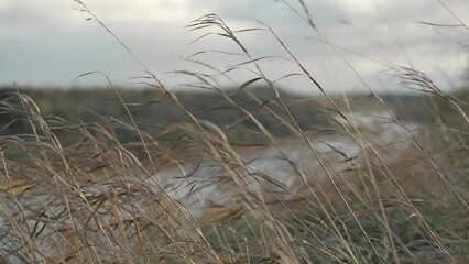 Dry sedge grass in the wind next to a lake or river. Golden sedge grass. Abstract natural background. Natural Beige. Pampas grass, seeds. Neutral colors. Selective focus. Trend concept. Earth Tones 4K