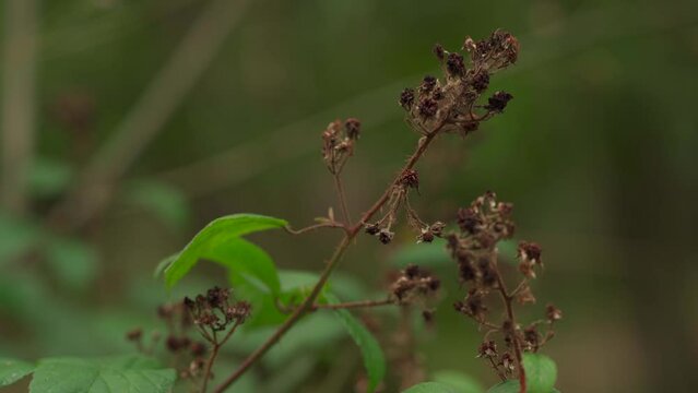 Dried up end of season blackberry bush with no blackberries