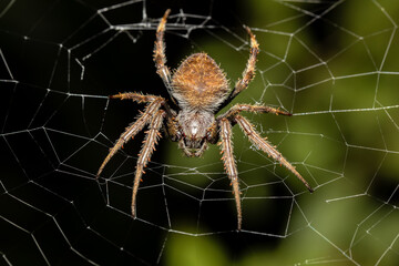 Eriophora ravilla, the tropical orb weaver, is a species of orb weaver in the spider family...