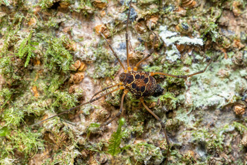 Eucynortula albipunctata, insect beetle in the family Cerambycidae, known as longhorn beetles or...