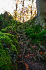 Obraz premium Stairs of moss