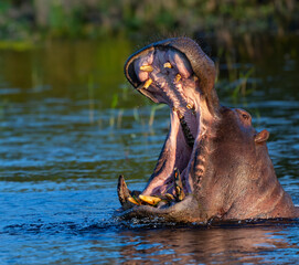 Hippopotamus (Hippopotamus amphibius) in the Chobe River, Botswana, Africa.