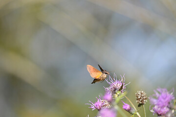 花の蜜を吸いに来た小さなもの