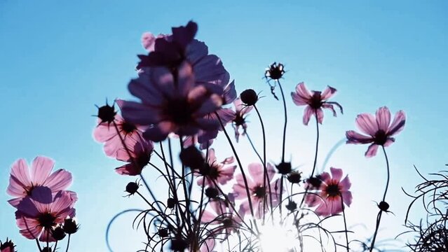 Blooming Cosmos flowers field with blue sky