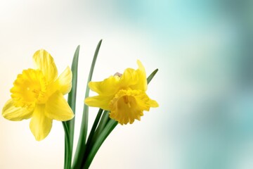Obraz premium Beautiful fresh aroma flowers. Floral background
