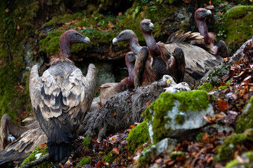 Fototapeta na wymiar horizontal portrait of a group of vultures disputing their carrion, the carcass of a fallen sheep. they take turns to eat their prey, their heads bloody.