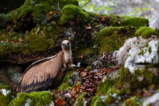 horizontal portrait of a baby vulture in the wild, in a beech forest with the ground covered with moss and leaves, staring at the camera and with its dead sheep as food in front of it.