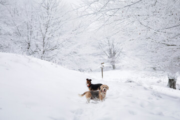two dogs, senior beagle and junior bodeguero, posing together in the snowy forest with white snow-covered trees in the background in an idyllic landscape.