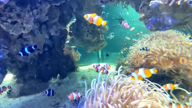 Clownfish with orange white and black white skin colors swimming around the corals underwater