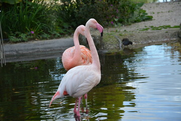 Pink flamingos alone and in groups