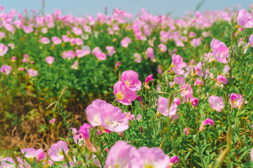 A sea of pink evening primrose flowers blooming under the sunlight