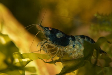 Blue Variety Fancy Dwarf Shrimp Neocaridina