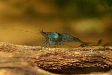Blue Variety Fancy Dwarf Shrimp Neocaridina
