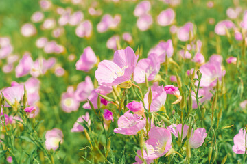 Obraz na płótnie Canvas A sea of pink evening primrose flowers blooming under the sunlight