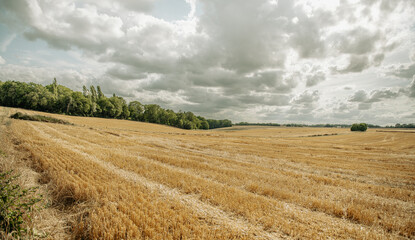harvested Wheat field landscape 