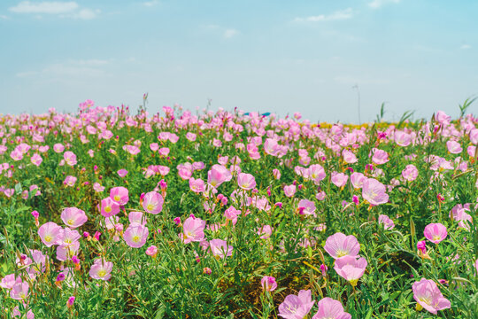 "Pink Evening Primrose" Images – Browse 670 Stock Photos, Vectors, and ...
