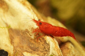 Red Variety Fancy Dwarf Shrimp Neocaridina Davidi