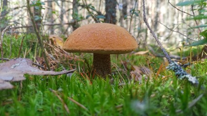 In the fall, an edible mushroom - orange-cap boletus - grew in the forest near the trees on moss among grass, fallen leaves and dry branches. Quiet, warm and sunny weather
