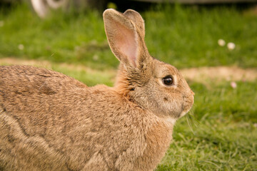 Fototapeta premium Hauskaninchen auf der Wiese
